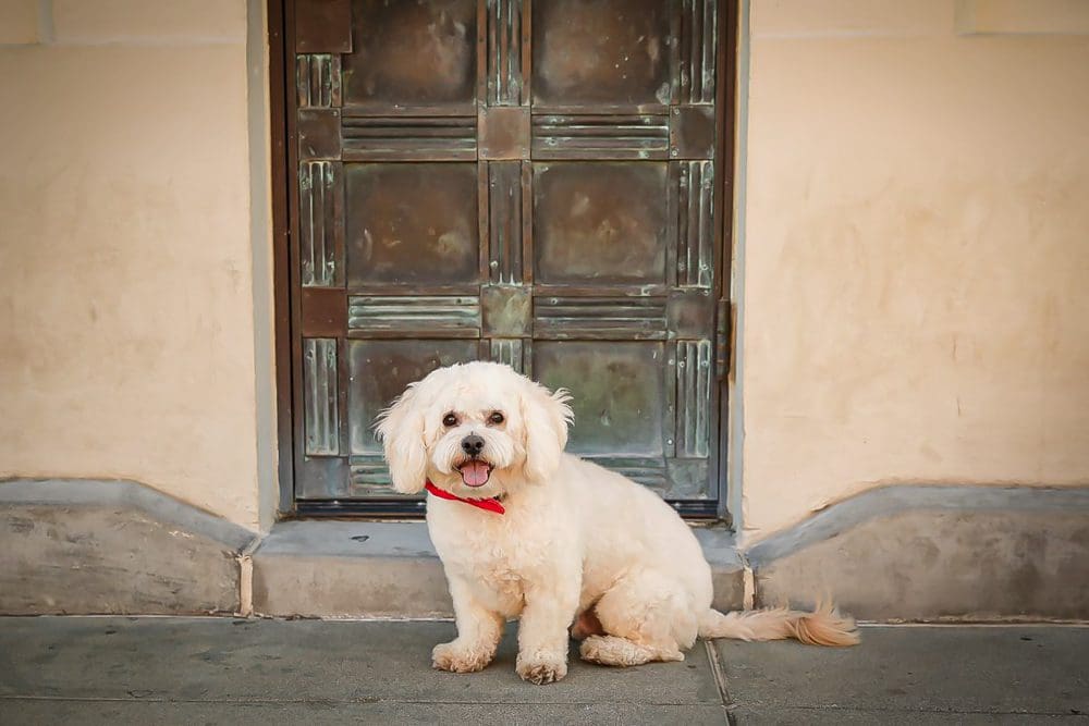 Smiling dog with red collar sitting in front of door at Griffith Observatory.
